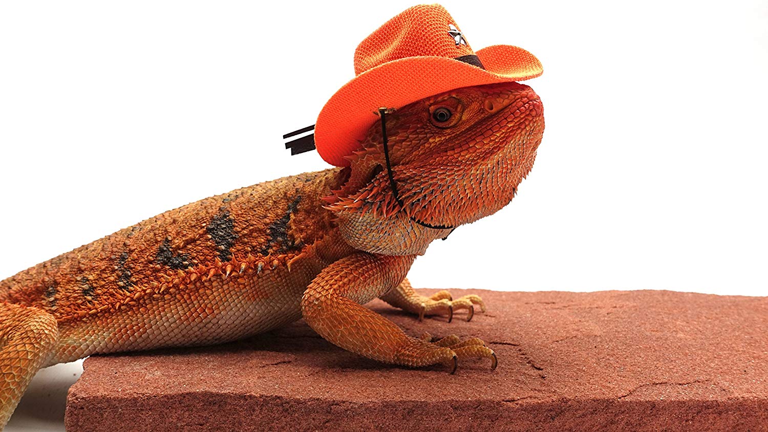 Carolina Designer Dragons Bearded Dragon Cowboy Hat, Orange - Carolina  Designer Dragons
